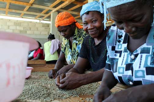 Singing Rooster Haitian Coffee