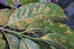 coffee-leaf-rust